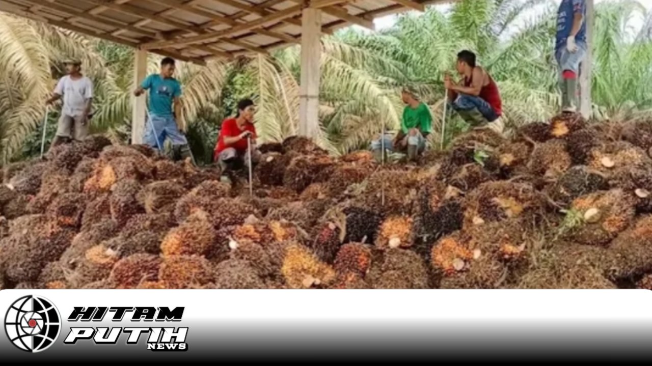 Ram kelapa sawit