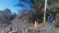 kawasan Hutan Lindung Bukit Betabuh, Desa Kasang, Kecamatan Kuantan Mudik kabupaten kuantan Singingi yang telah hangus kawasan Hutan Lindung Bukit Betabuh, Desa Kasang, Kecamatan Kuantan Mudik kabupaten kuantan Singingi yang telah hangus