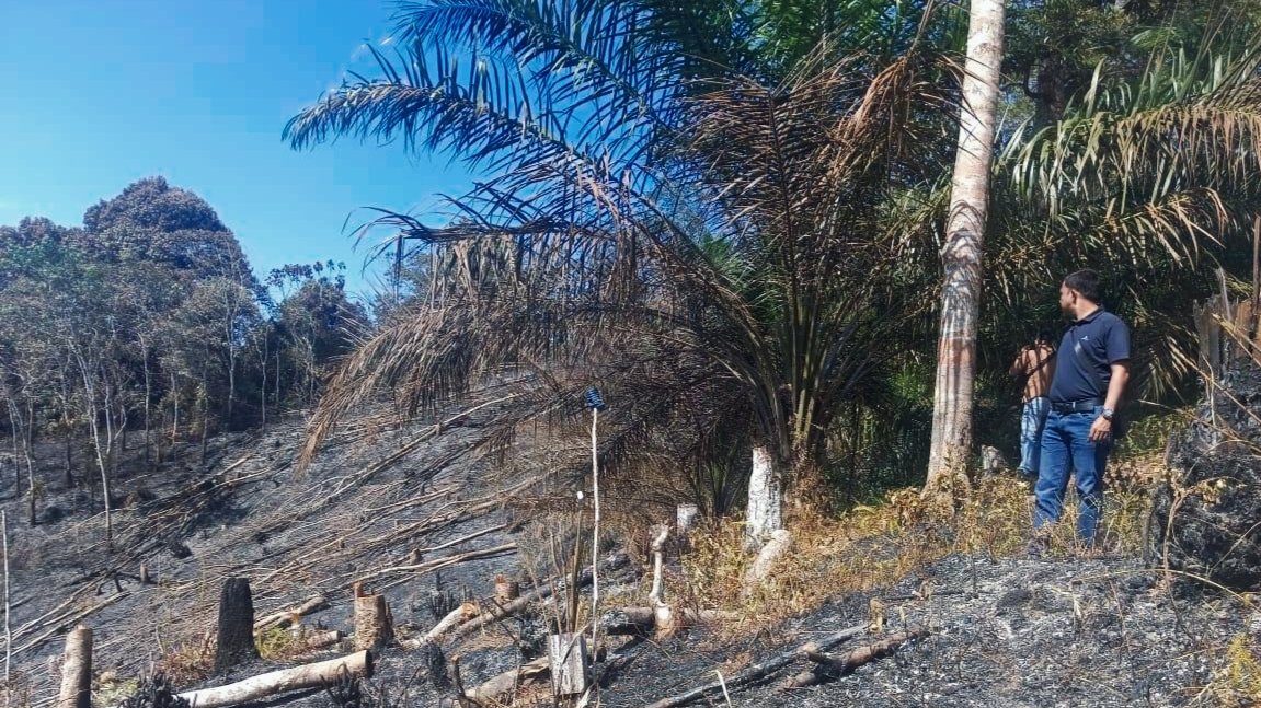 kawasan Hutan Lindung Bukit Betabuh, Desa Kasang, Kecamatan Kuantan Mudik kabupaten kuantan Singingi yang telah hangus