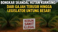 Sadis! Hutan Lindung Disulap Jadi Kebun Sawit, Nama Pejabat Ini Disebut! Kasir partai PKB DPRD Riau
